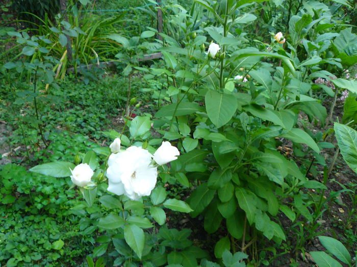 P1040153 - Clematite si alte plante din gradina 2015