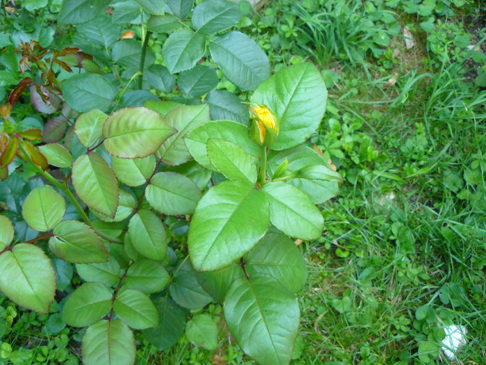 P1040154 - Clematite si alte plante din gradina 2015