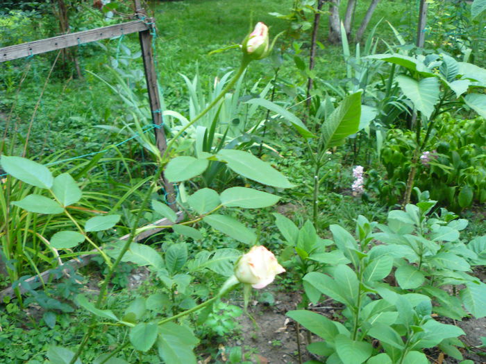 P1040155 - Clematite si alte plante din gradina 2015