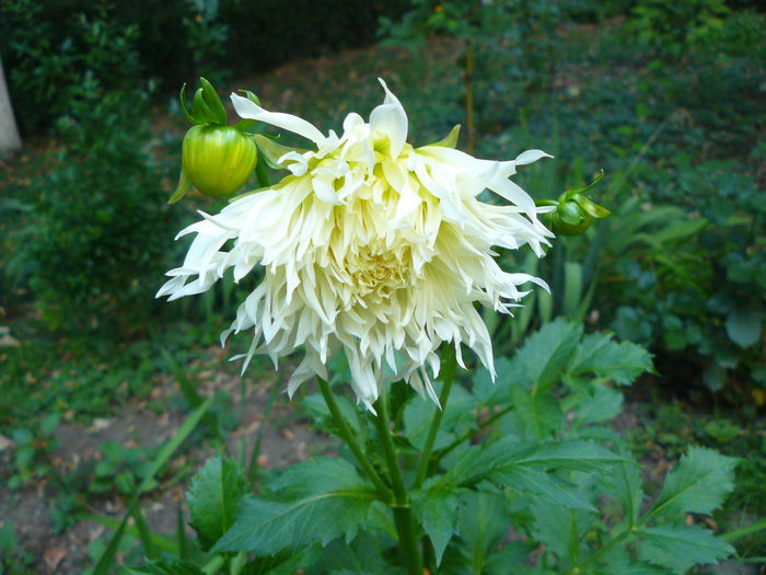 P1040156 - Clematite si alte plante din gradina 2015