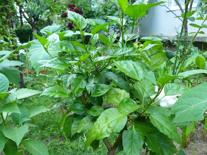P1040159 - Clematite si alte plante din gradina 2015