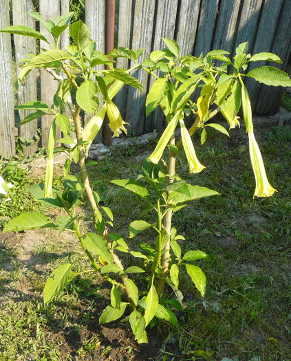 P1040161