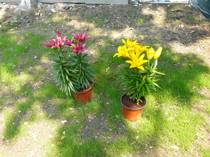 P1040165 - Clematite si alte plante din gradina 2015