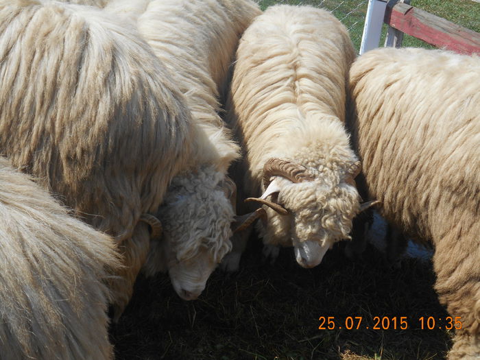 Picture 004 - Berbeci 2o14-2015