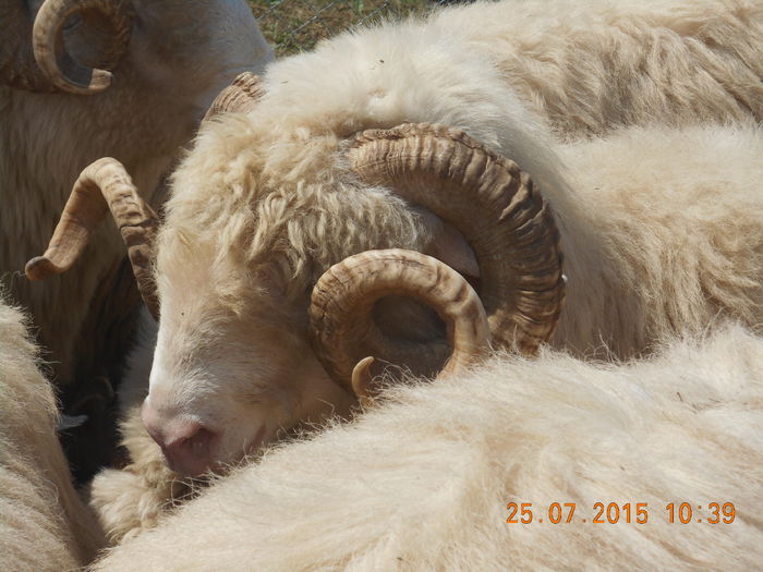 Picture 012 - Berbeci 2o14-2015