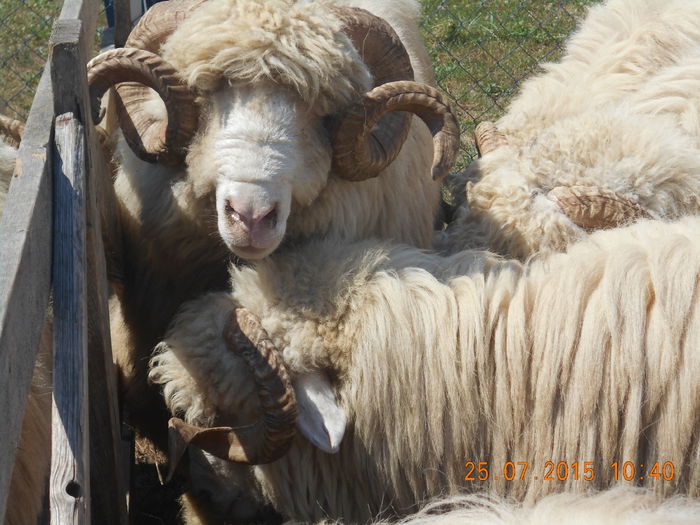Picture 013 - Berbeci 2o14-2015
