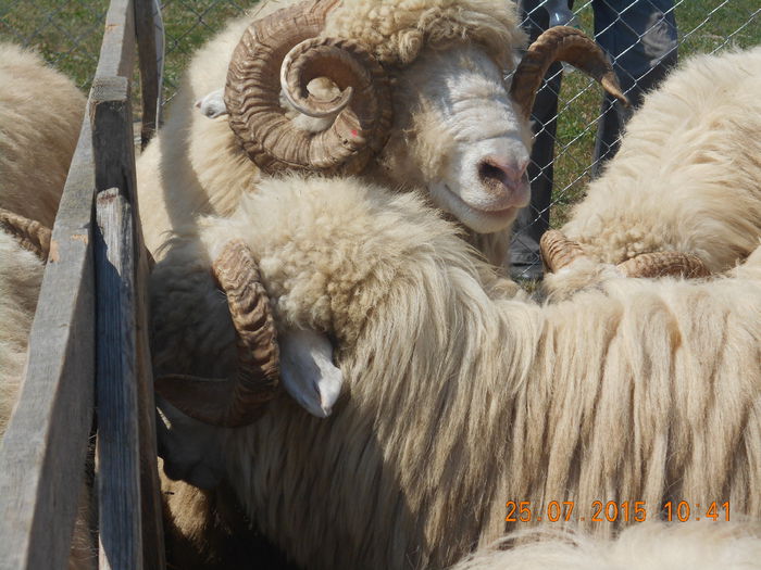Picture 015 - Berbeci 2o14-2015