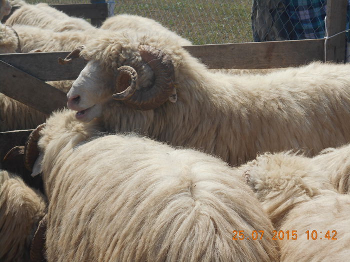 Picture 018 - Berbeci 2o14-2015