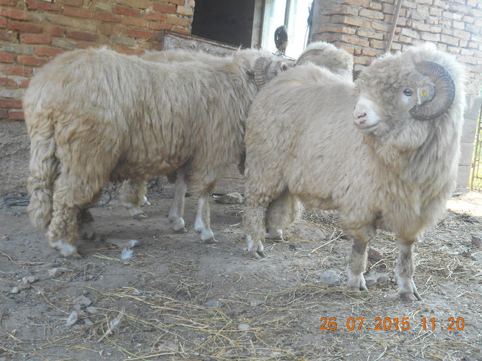 Picture 044 - Berbeci 2o14-2015