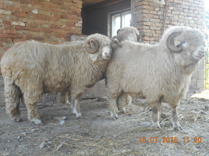Picture 047 - Berbeci 2o14-2015
