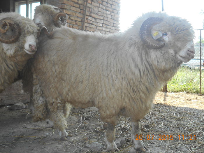 Picture 050 - Berbeci 2o14-2015