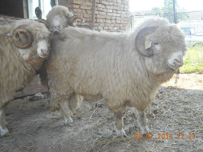Picture 051 - Berbeci 2o14-2015
