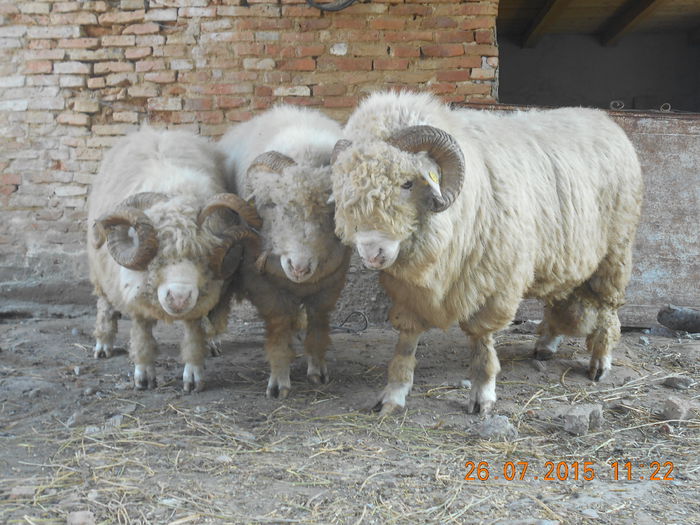 Picture 057 - Berbeci 2o14-2015