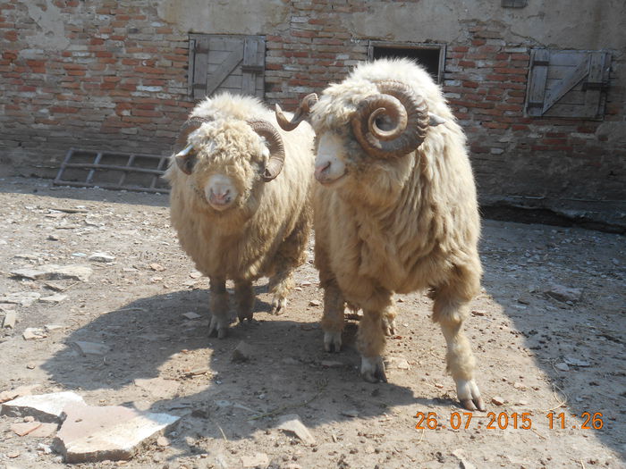 Picture 068 - Berbeci 2o14-2015
