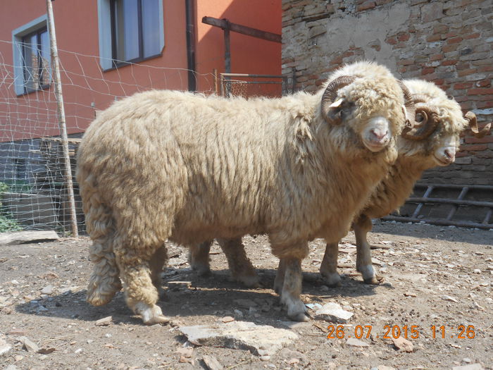 Picture 069 - Berbeci 2o14-2015