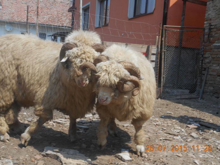 Picture 071 - Berbeci 2o14-2015