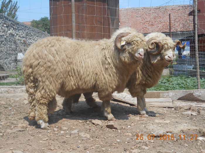 Picture 072 - Berbeci 2o14-2015