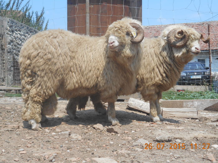 Picture 073 - Berbeci 2o14-2015