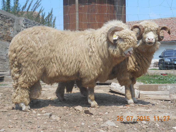 Picture 074 - Berbeci 2o14-2015
