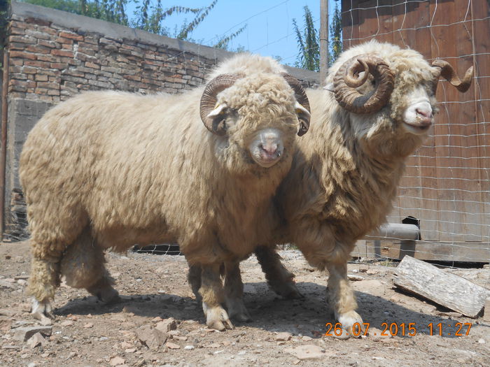 Picture 075 - Berbeci 2o14-2015