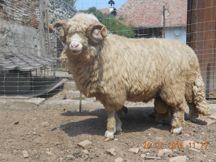 Picture 076 - Berbeci 2o14-2015