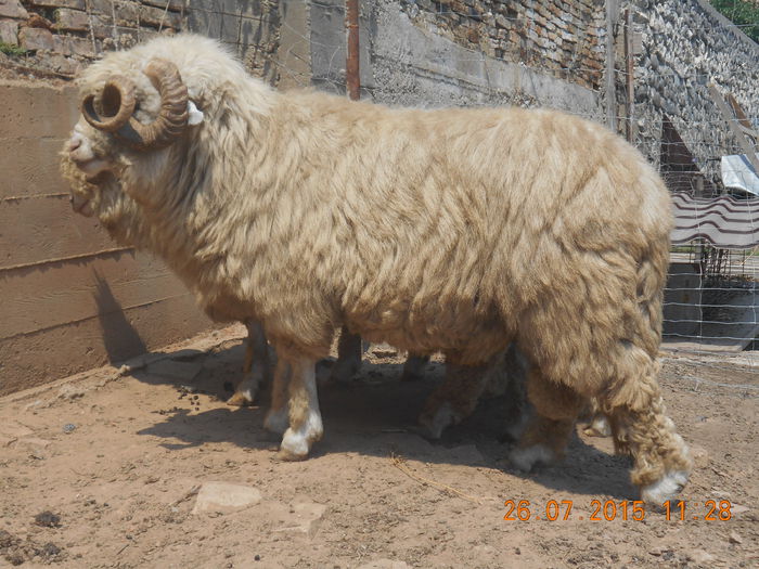 Picture 079 - Berbeci 2o14-2015