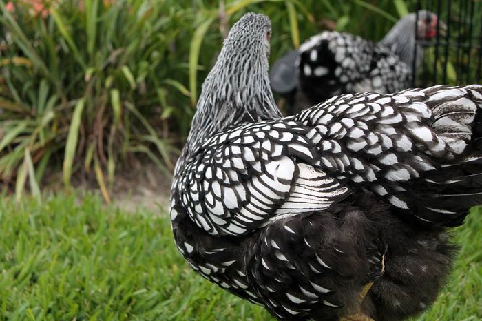 11040855_10206270619099876_6985484733090892417_n - Wyandotte