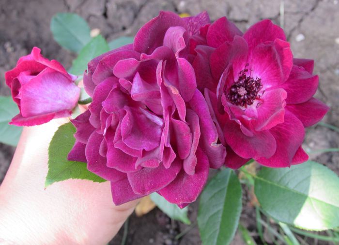 20 iulie, Burgundy Ice