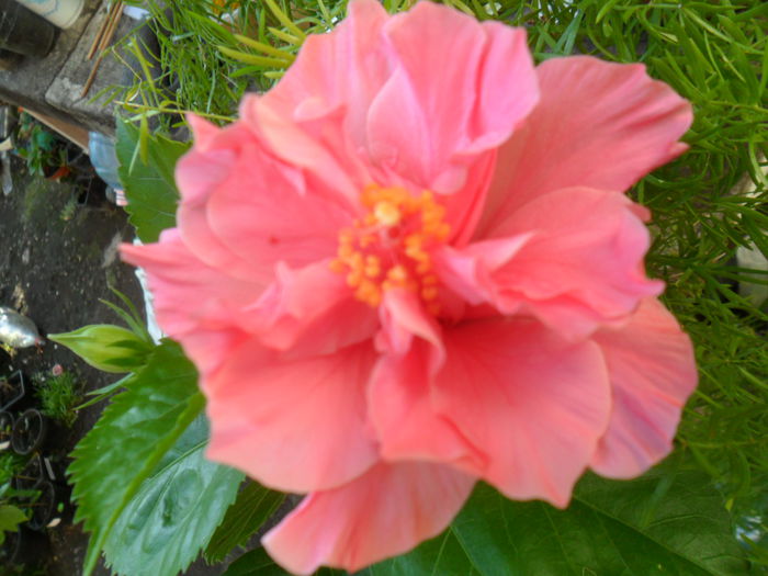 kona - hibiscusi 2015-4