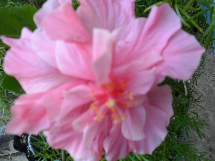 acesta e adevaratul - hibiscusi 2015-4