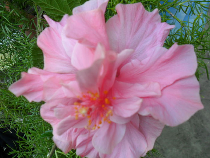 SAM_7786 - hibiscusi 2015-4