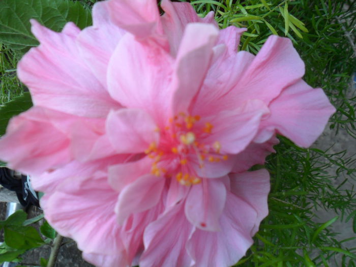 SAM_7794 - hibiscusi 2015-4