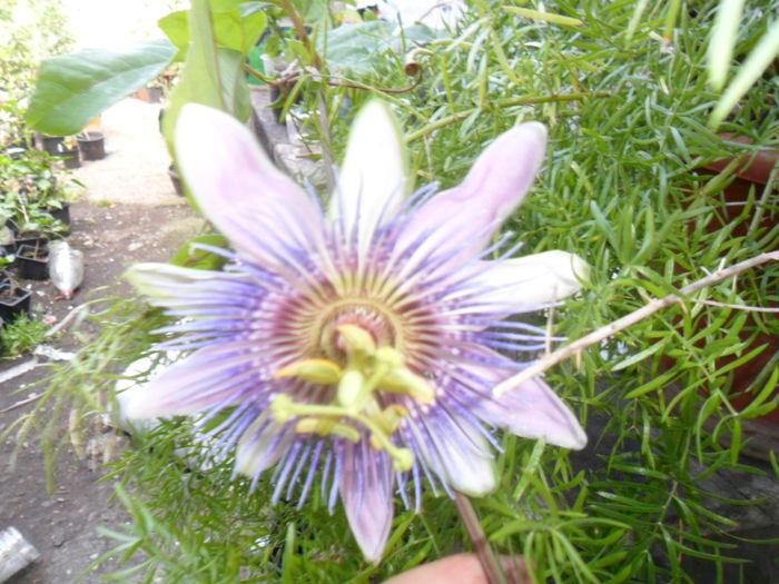 SAM_7807 - pasiflore -soiuri ----2012