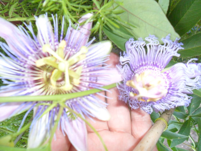 SAM_7812 - pasiflore -soiuri ----2012