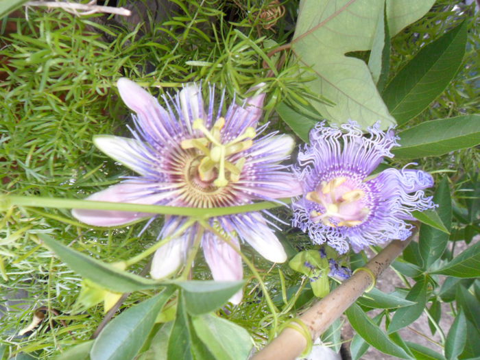 SAM_7813 - pasiflore -soiuri ----2012