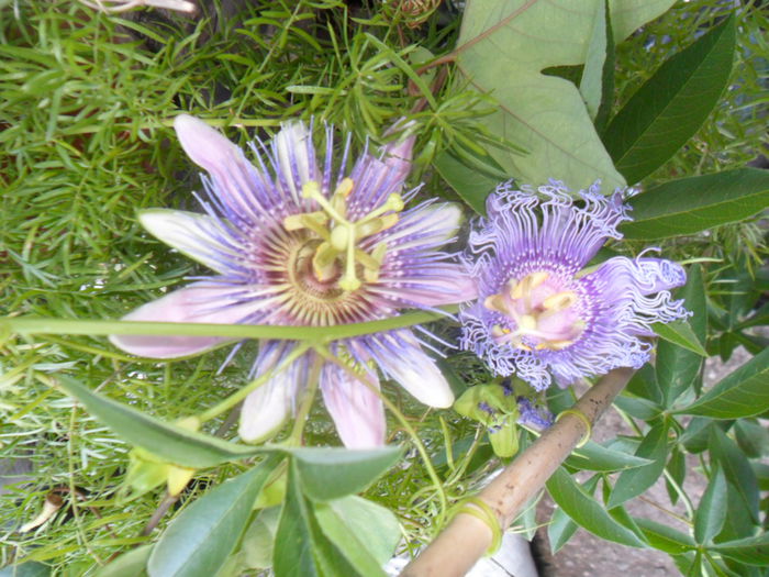 SAM_7814 - pasiflore -soiuri ----2012