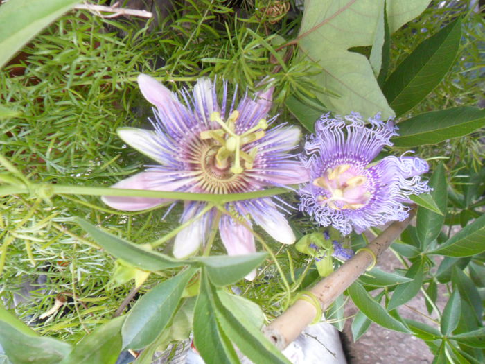 SAM_7815 - pasiflore -soiuri ----2012