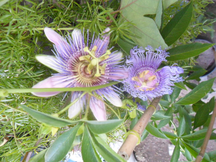 SAM_7816 - pasiflore -soiuri ----2012