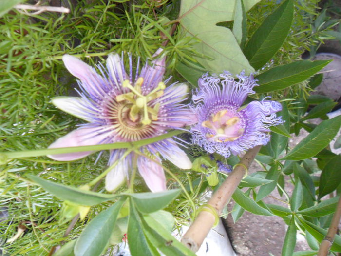 SAM_7817 - pasiflore -soiuri ----2012