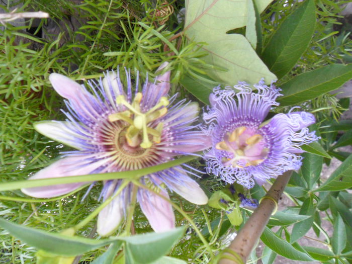 SAM_7819 - pasiflore -soiuri ----2012