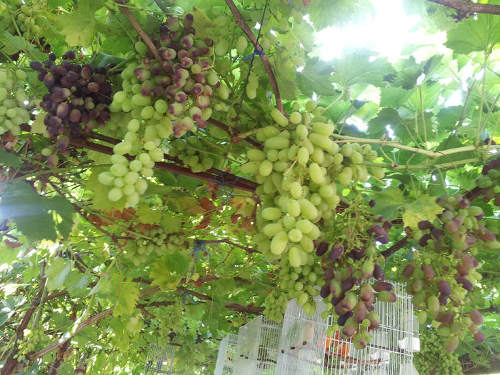 20150723_085520 - VITA DE VIE 2015