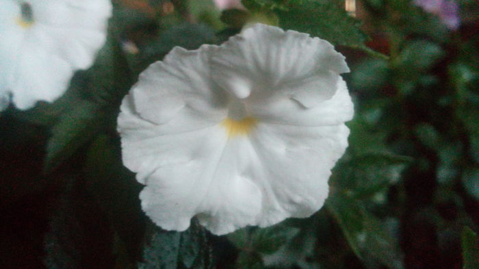 white glory - achimenes 2015