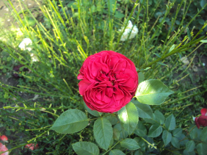 DSC03369