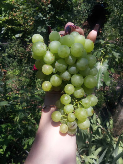 20150723_122509 - VITA DE VIE 2015