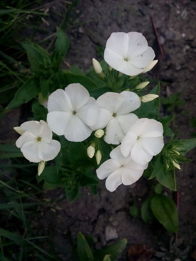 IMG_20150726_184338 - 2015 Flori in  gradina