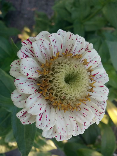 IMG_20150726_071550 - 2015 Flori in  gradina