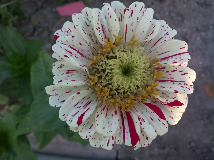 IMG_20150726_071605 - 2015 Flori in  gradina