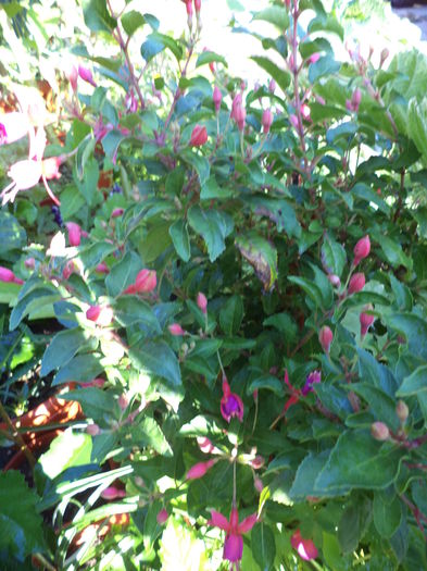 DSC04543 - iulie 2015