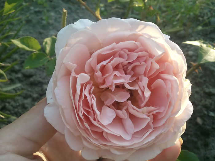 Abraham Darby