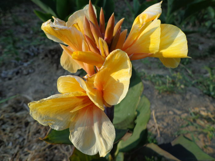 DSC09247 - Canna